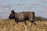 BOUVIER DES ARDENNES 251